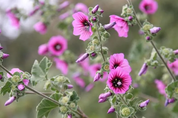 Casa Pineta Feriehus Procchio (Isola d'Elba)