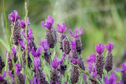 Casa Pineta Feriehus