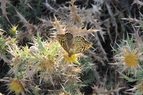 Feriehus Casa Pineta
